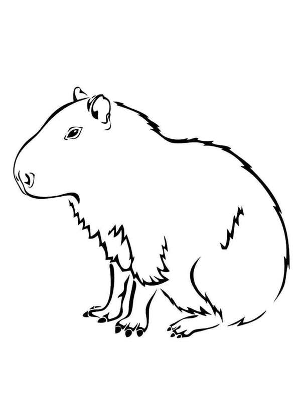 Раскраска кофибара
