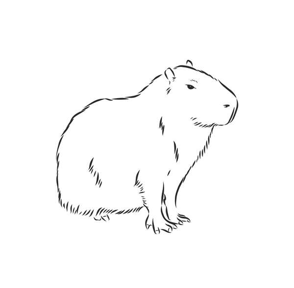 Капибара рисунок