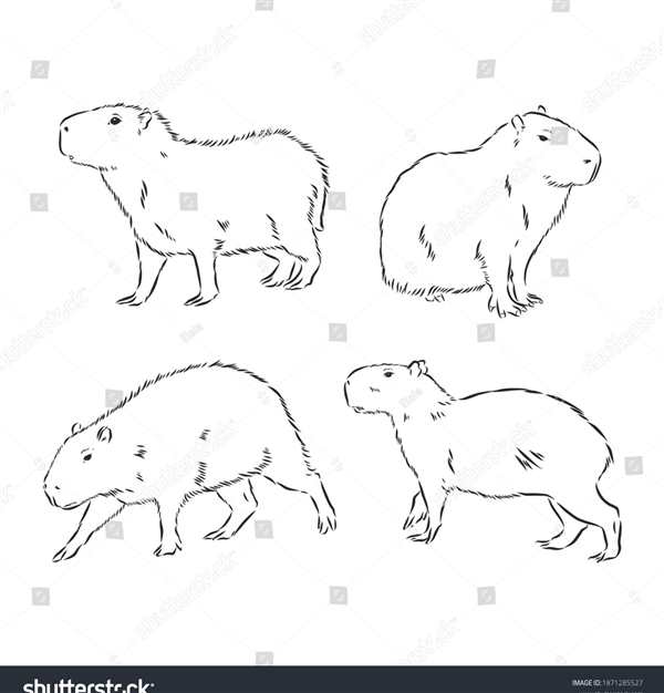 Чёрно белая капибара