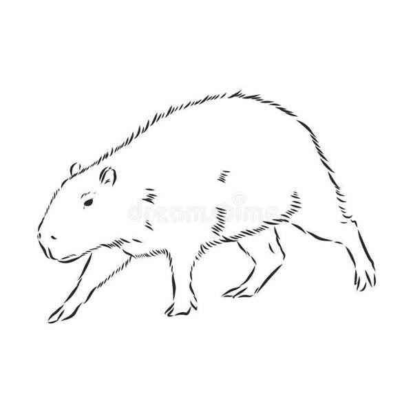 Раскраска кофибара