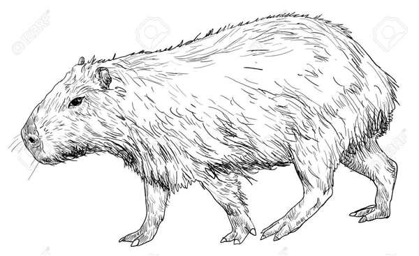 Раскраска кофибара