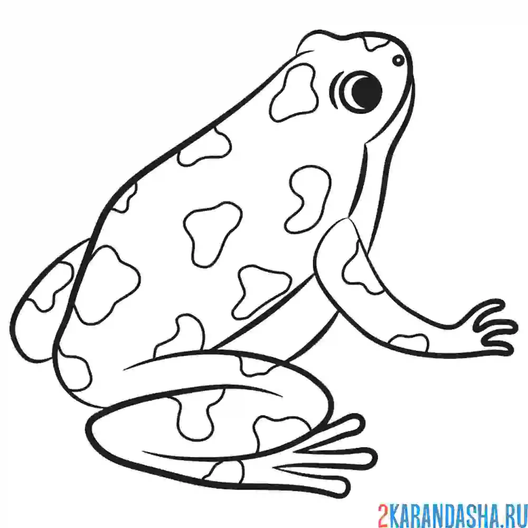 Лягушонок раскраска