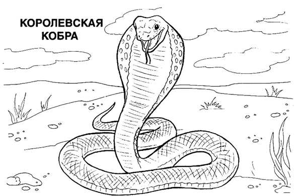 Раскраска змеи Королевская Кобра