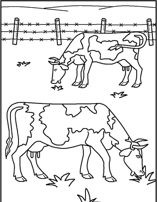 Корова спит раскраска