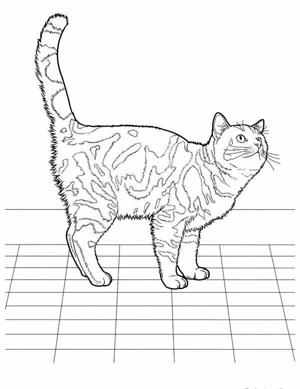 Кошки. Раскраска