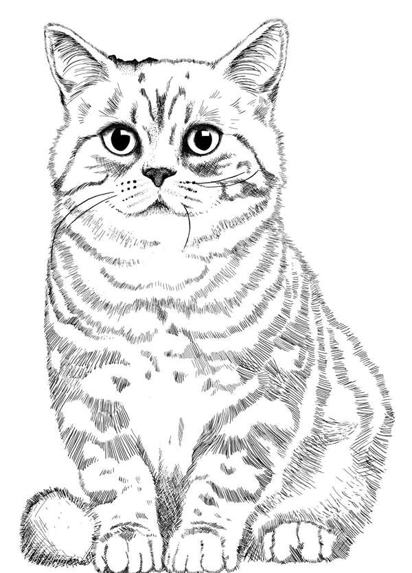 Кошки. Раскраска