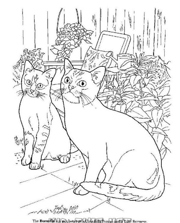 Кошки. Раскраска