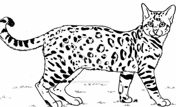 Раскраски котов и кошек