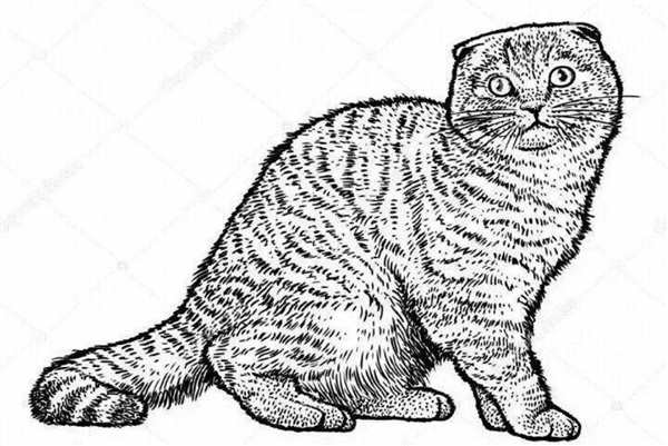 Раскраска Кошка Царской Породы
