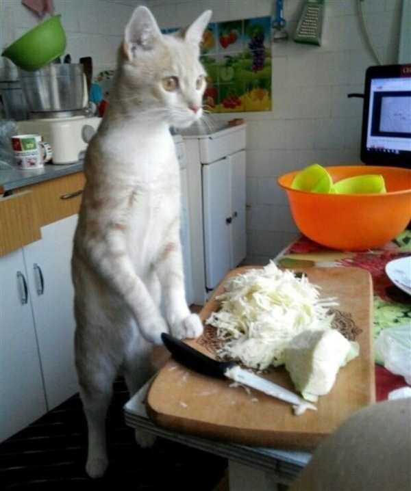 Кот Саймон