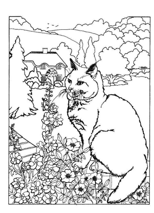Кошка раскраска для детей