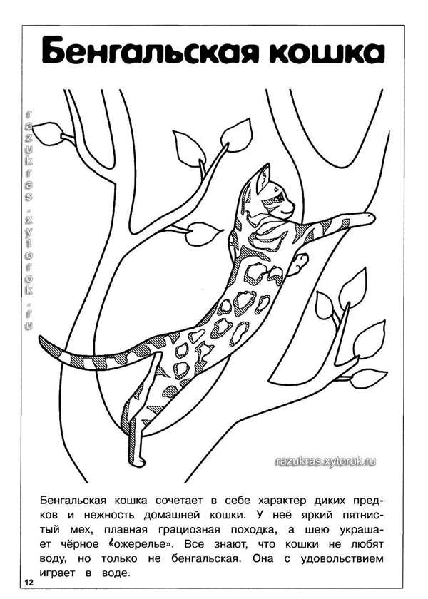 Кошка рисунок