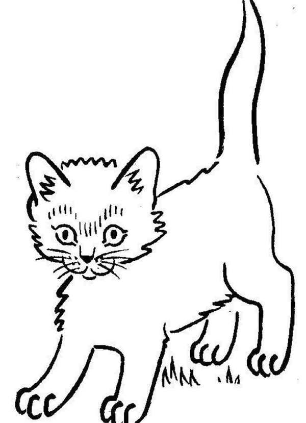Раскраска Кошка на Ветке