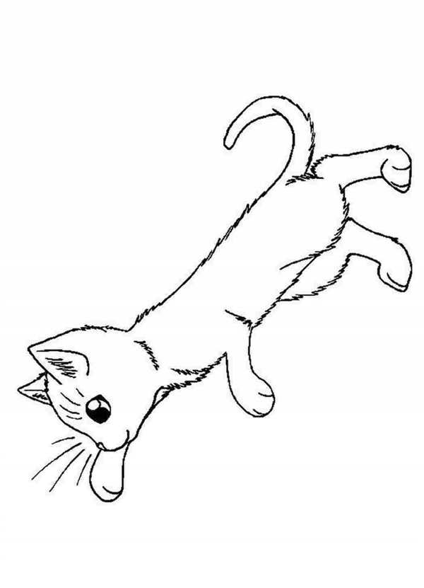 Кот Мейн кун