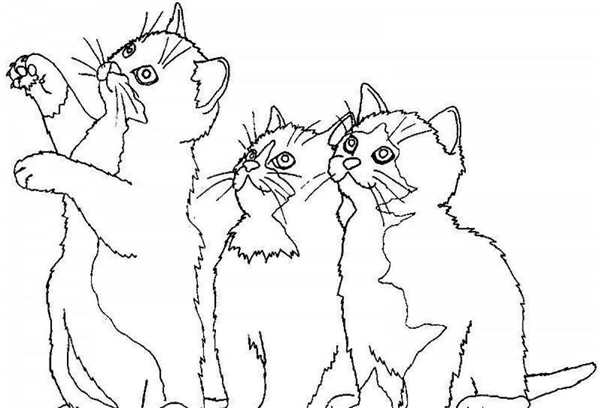 Раскраска. Котики
