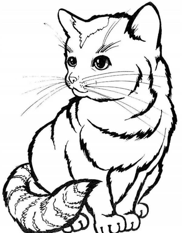 Раскраска кот