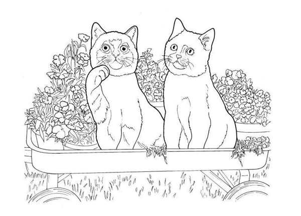 Котенок. Раскраска