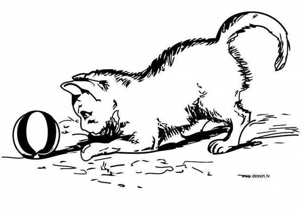 Котенок. Раскраска