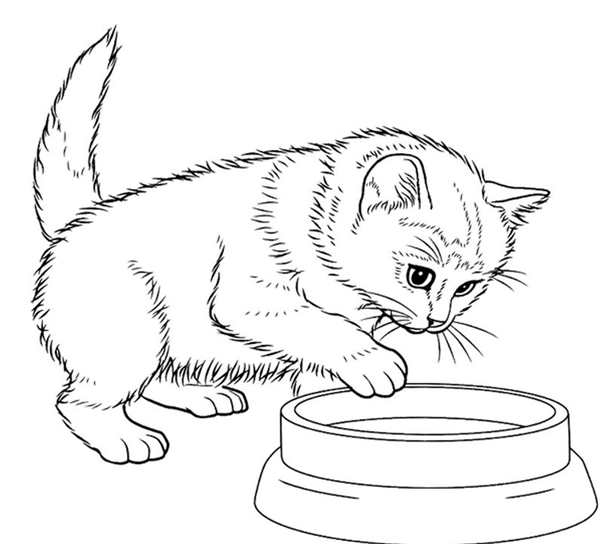 Раскраска. Котики