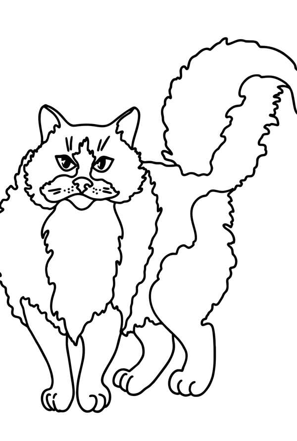 Раскраска кот