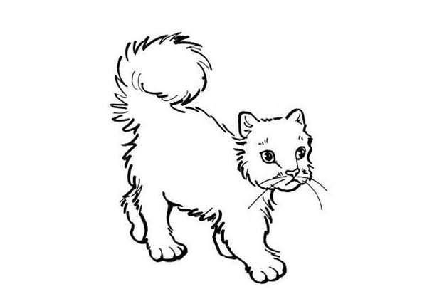 Раскраска котенок и собачка