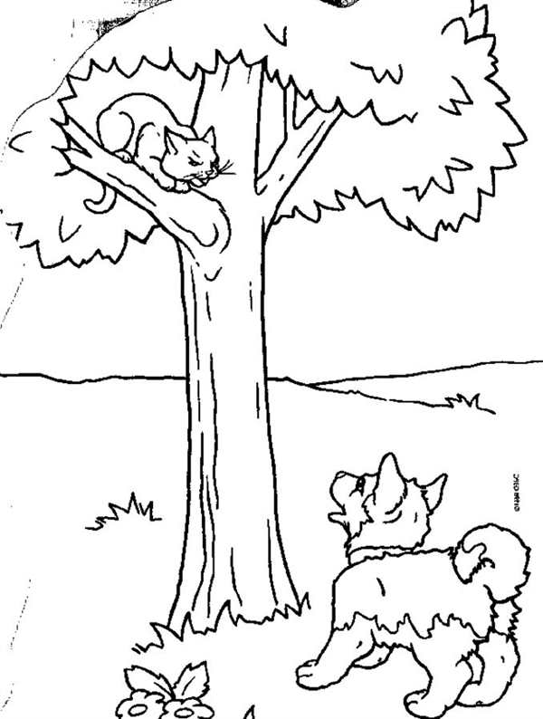 Кот Мейн кун