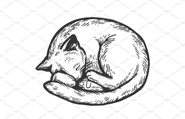 Раскраска Кот на уютной подушке