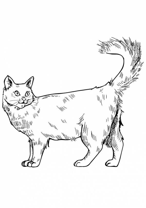 Раскраска кот