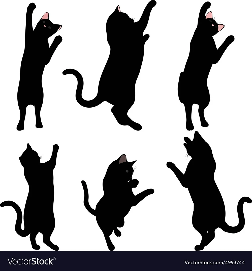 Котик на задних лапах раскраска