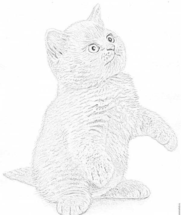 Кошка раскраска для детей
