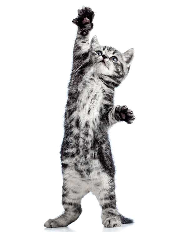 Раскраска Кот наhindlegs