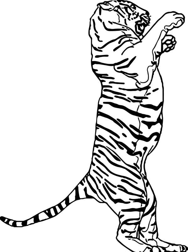 Кошка рисунок