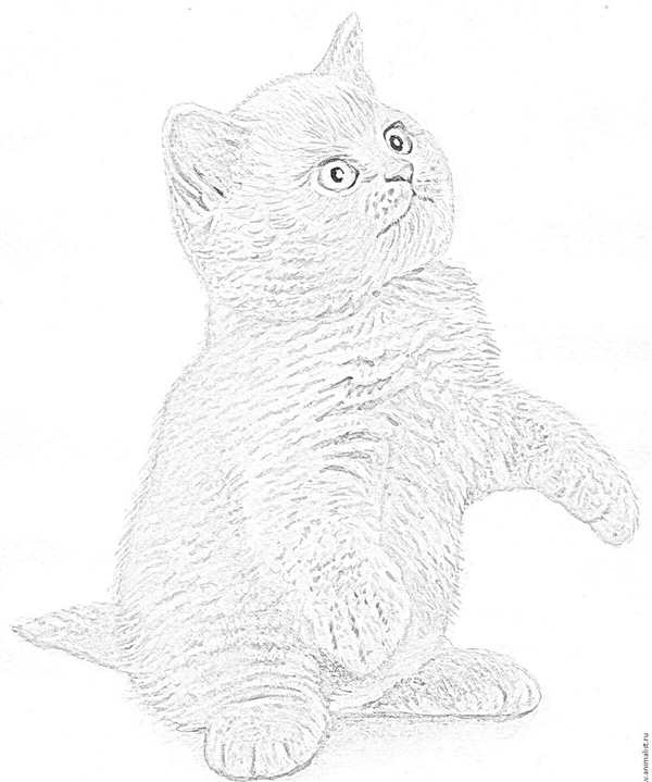 Трафарет кота
