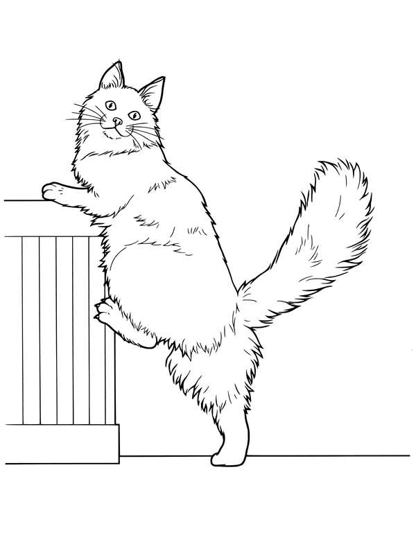 Кошки. Раскраска