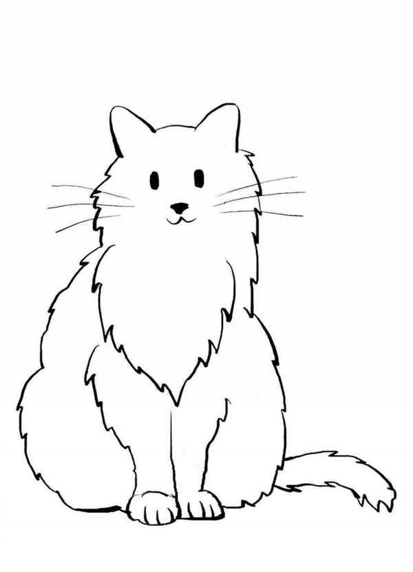 Раскраска Кот наhindlegs