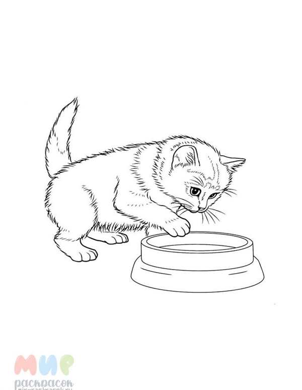 Котенок ест раскраска