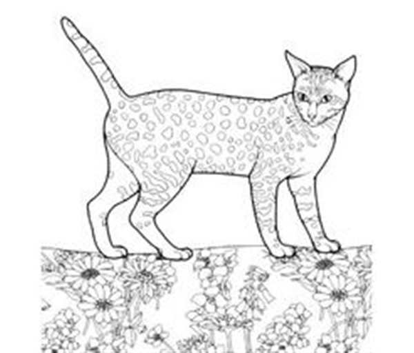 Раскраска Кот Пьёт Молоко и Лакает Торт