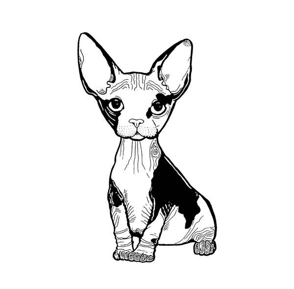 Корниш рекс