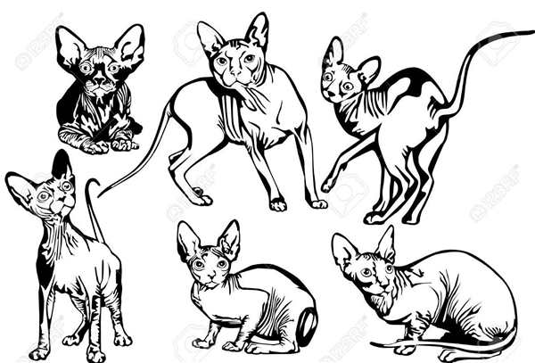 Кот сфинкс рисунок