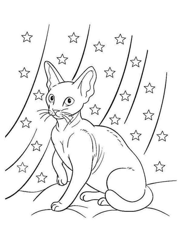 Раскраска сфинкс кошка