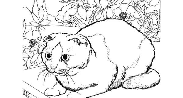Раскраска. Котики