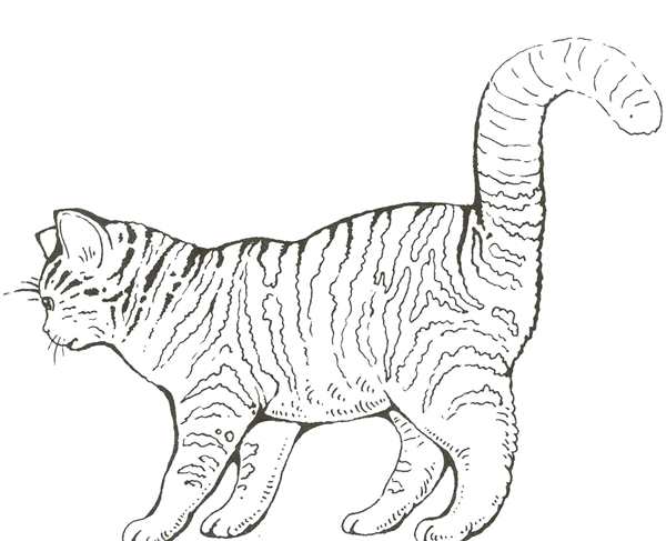 Кошка и мышка раскраска