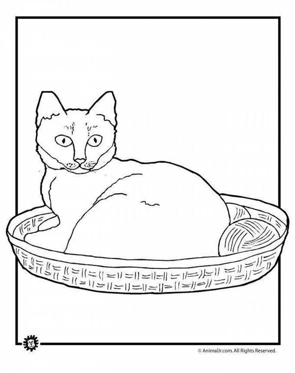 Котенок лакает молоко для детей