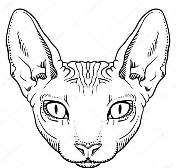Корниш рекс