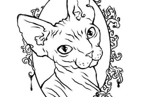 Корниш рекс