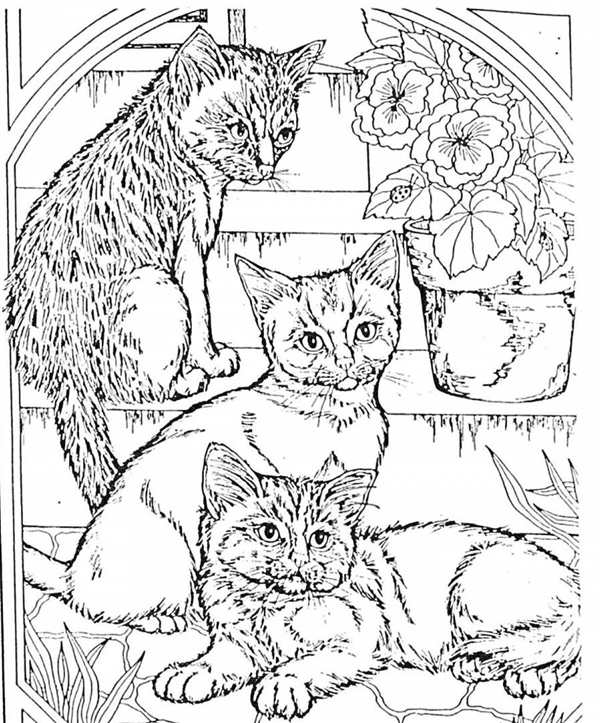 Котик раскраска для детей
