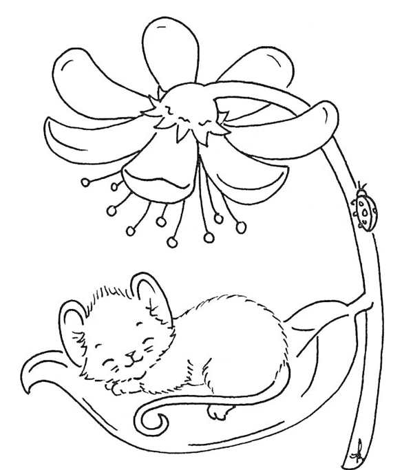 Раскраска. Котики