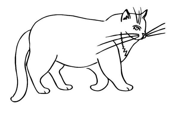 Раскраска КотУчёный Завесите Волшебный Мир