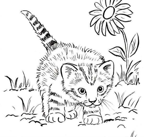 Раскраска кошка с котятами