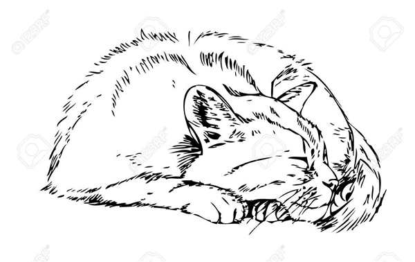 Котенок. Раскраска